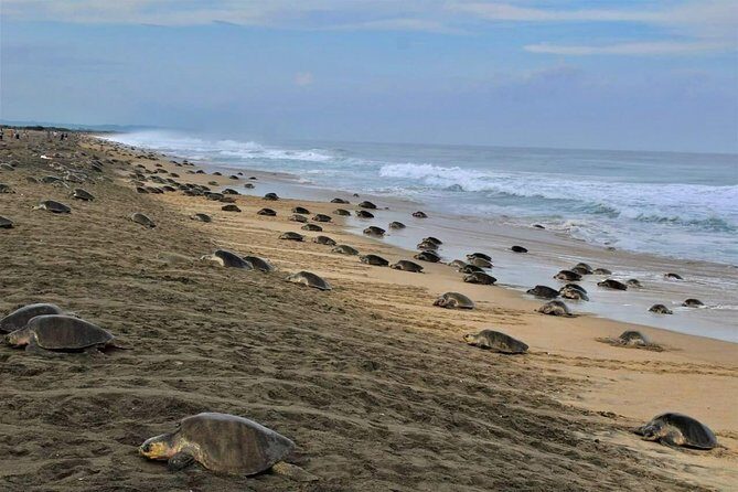 4 in 1 Tour - Mazunte, Cacao Factory, La Ventanilla National Park & Turtle Spawn - Detailed Breakdown of the Itinerary