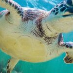 Akumal Reef Snorkel and Turtle Sanctuary From Riviera Maya - The Value of the Tour: Is It Worth It?