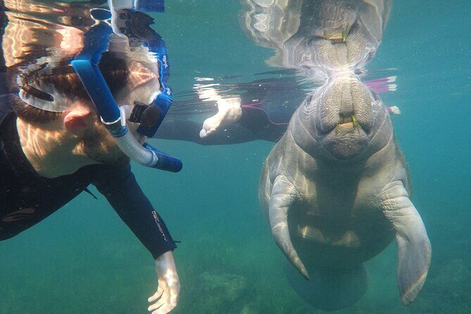 All Inclusive Private Manatee Swim - Why This Tour Excels