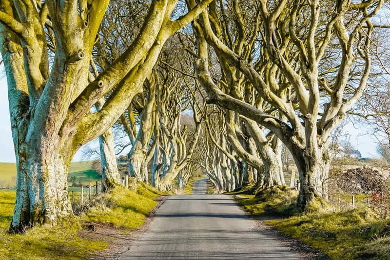 Belfast: Giant's Causeway, Dark Hedges, and Dunluce Castle - Transportation and Group Size