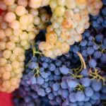 Bertinoro: Authentic Romagna Wine Tasting Experience - A Deep Dive into the Bertinoro Wine Tasting