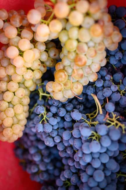 Bertinoro: Authentic Romagna Wine Tasting Experience - A Deep Dive into the Bertinoro Wine Tasting