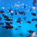 Best Waikiki Snorkel Tour: Guaranteed Turtles at Turtle Canyon - Who Is This Tour Best For?
