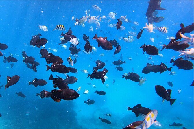 Best Waikiki Snorkel Tour: Guaranteed Turtles at Turtle Canyon - Who Is This Tour Best For?