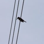 Bird Watching Tour Huatulco HT - Who Will Love This Tour?