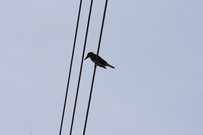 Bird Watching Tour Huatulco HT - Who Will Love This Tour?