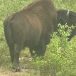 Bison Highway Wildlife Tour - Final Thoughts: Is This Tour for You?