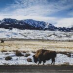Bozeman: 6 Day Yellowstone Winter Wonderland Tour - An In-Depth Look at the 6-Day Yellowstone Winter Tour