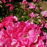 Butchart Gardens and City Private Tour - Practical Details & Tips