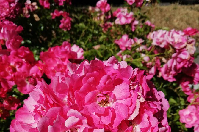 Butchart Gardens and City Private Tour - Practical Details & Tips