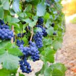 Cambria: Wine Tasting at Cutruzzola Vineyards - What Reviewers Say