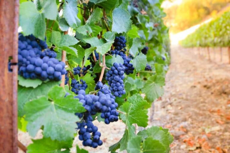 Cambria: Wine Tasting at Cutruzzola Vineyards - What Reviewers Say  