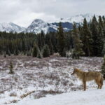 Canmore: Explore Winter Wildlife Tracks - 2hr Nature Walk - What to Expect During Your Wildlife Tracks Walk