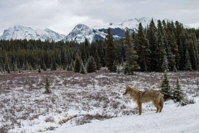 Canmore: Explore Winter Wildlife Tracks - 2hr Nature Walk - What to Expect During Your Wildlife Tracks Walk