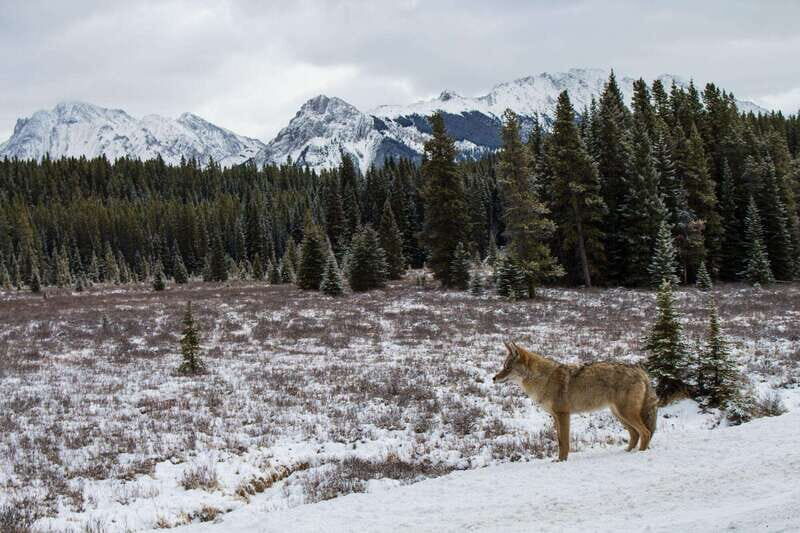 Canmore: Explore Winter Wildlife Tracks - 2hr Nature Walk - What to Expect During Your Wildlife Tracks Walk
