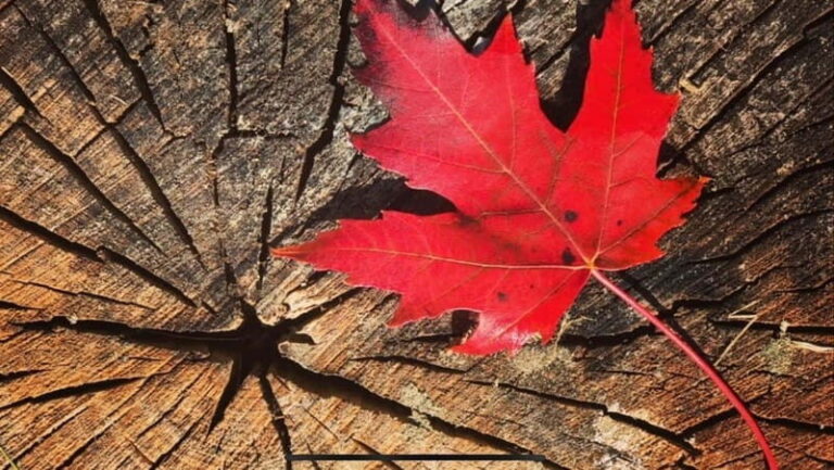 Canmore: Guided Town Walking Tour with Sweet Treat and Drink - Why the Tour Offers Great Value