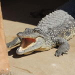 Carini: admission ticket to the Biopark of Sicily - What You Should Know Before Visiting