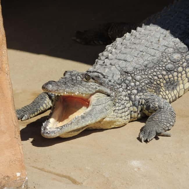 Carini: admission ticket to the Biopark of Sicily - What You Should Know Before Visiting