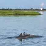 Chincoteague Dolphin Watching Boat Tour - The Sum Up