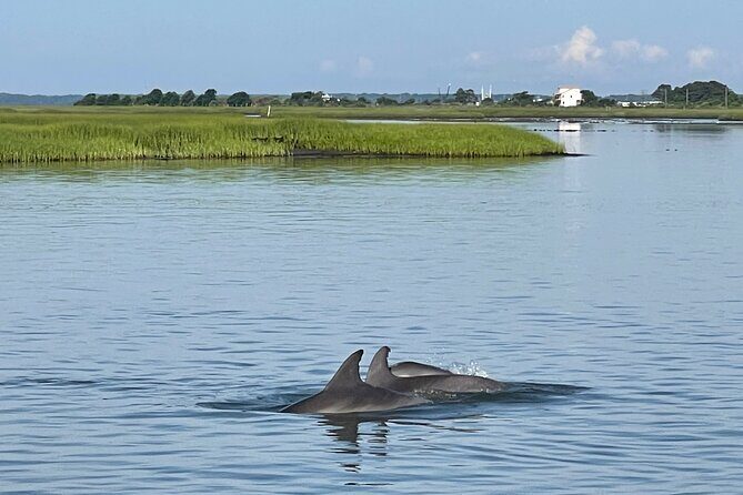 Chincoteague Dolphin Watching Boat Tour - The Sum Up