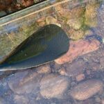 Clear Paddleboard Rentals for Glacier Park - Who Is This Experience Best For?