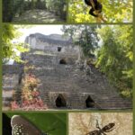 Costa Maya: Chacchoben Mayan Temples - Practical Details and Tips