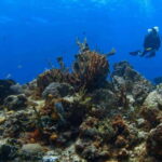 Cozumel: Discover Scuba Diving - Detailed Breakdown of the Experience