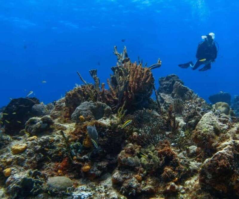 Cozumel: Discover Scuba Diving - Detailed Breakdown of the Experience