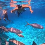 Cozumel's Best: Snorkel Adventure in El Cielo and El Cielito - Why This Tour Offers Real Value