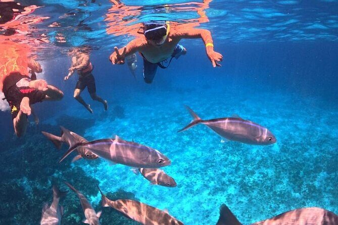 Cozumel's Best: Snorkel Adventure in El Cielo and El Cielito - Why This Tour Offers Real Value