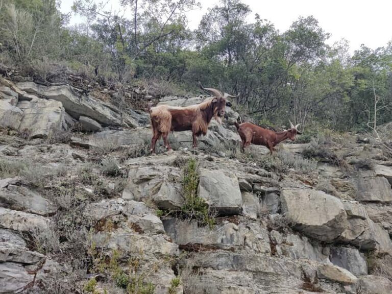 Excursion to the Vésubie Valley from Nice - Good To Know