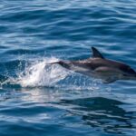 FAANA: DOLPHIN SAFARI - The itinerary in detail