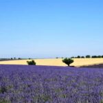 From Aix-en-Provence : Sunset Lavender Tour in Valensole - The Value of the Tour