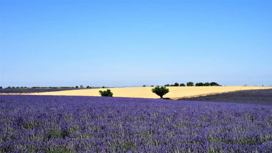 From Aix-en-Provence : Sunset Lavender Tour in Valensole - The Value of the Tour