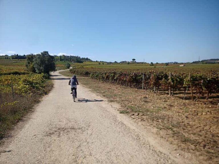 From Coimbra: Cycling in the Vineyards of Bairrada - An In-Depth Look at the Bairrada Cycling Experience