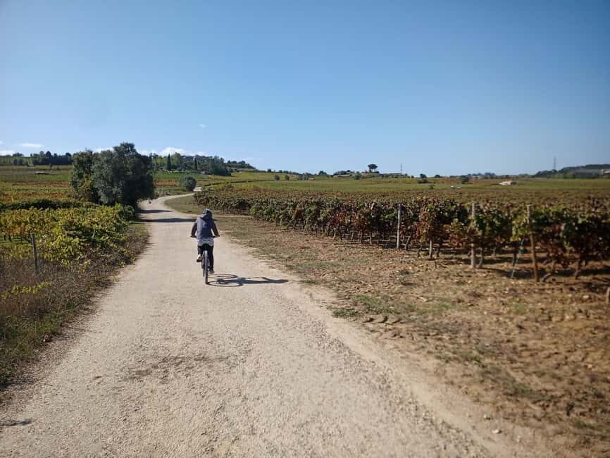 From Coimbra: Cycling in the Vineyards of Bairrada - An In-Depth Look at the Bairrada Cycling Experience