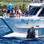 From Maalaea: Whale Watching Tour Aboard the Quicksilver - Practical Tips for a Great Experience