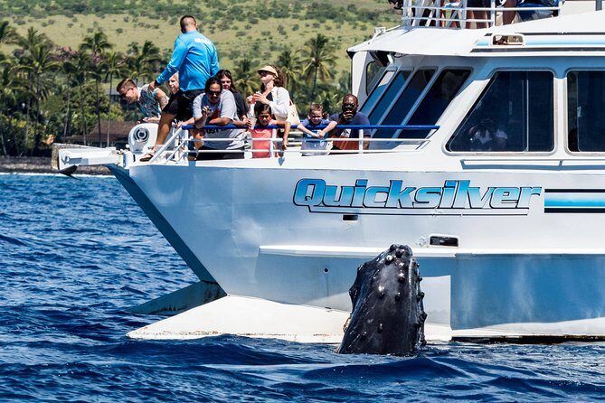 From Maalaea: Whale Watching Tour Aboard the Quicksilver - Practical Tips for a Great Experience