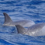 From Morro Jable: Dolphin and Whale Watching and Snorkelling - The Overall Experience: Pros & Cons