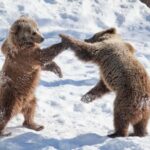 From Rovaniemi: Visit Wildlife Park in Ranua - A Deep Dive into the Ranua Wildlife Park Tour