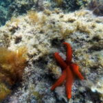 From Sant Feliu de Guíxols: Kayak and Snorkel in Costa Brava - Why This Tour is Worth Considering