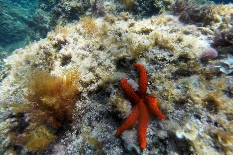 From Sant Feliu de Guíxols: Kayak and Snorkel in Costa Brava - Why This Tour is Worth Considering