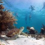 Full Day Tour to Tulum Cenote and Swim with Turtles in Akumal - Final Thoughts: Is This Tour for You?