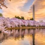 Full Day US Capitol Visit with Cherry Blossom & Potomac Cruise - Practical Tips & What to Expect