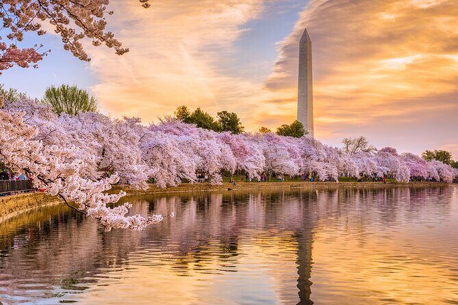 Full Day US Capitol Visit with Cherry Blossom & Potomac Cruise - Practical Tips & What to Expect