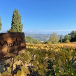 Full-Day Wine Tour in Bellet & Saint-Paul de Vence From Nice - What Makes This Tour Stand Out?