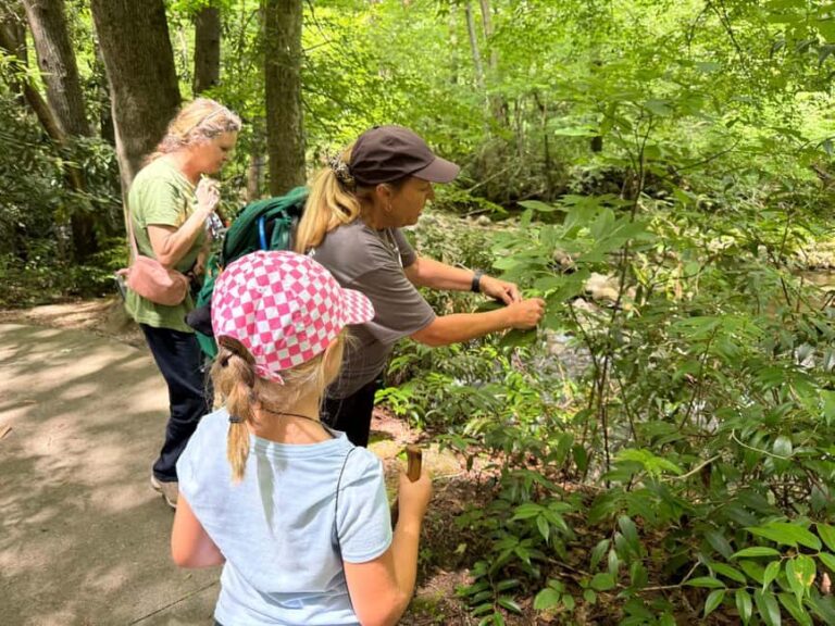 Gatlinburg: Adventure Hike and Craft for Kids - What’s Included and What’s Not?