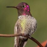 Golden Gate Park Wildlife Walking Tour - The Sum Up