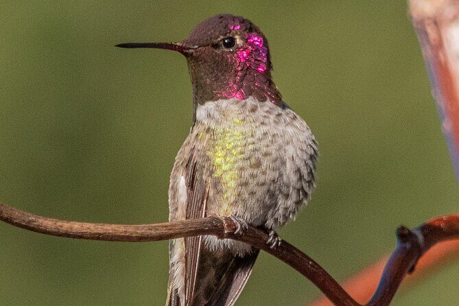 Golden Gate Park Wildlife Walking Tour - The Sum Up