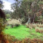 Gran Canaria: excursion to the Laurisilva Forest - What to Expect from the Tour